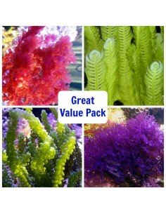 Great 4 Macroalgae Starter-Pack