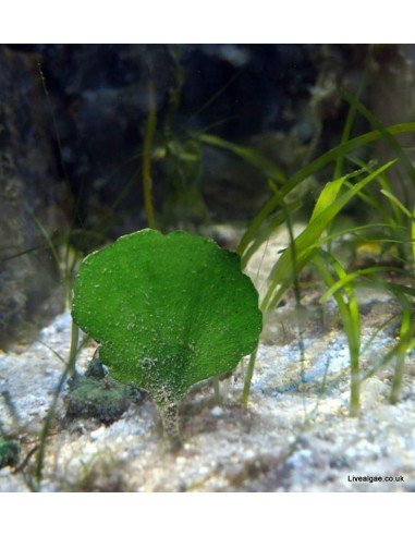 Udotea Flabellum Macro Algae