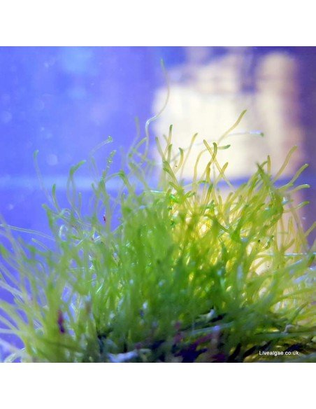 Chlorodesmis Sp. Green Marine Macro Algae Chlorodesmis Sp. Green Marine Macro Algae