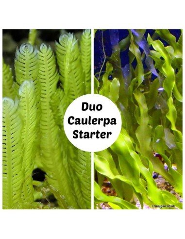 Duo Caulerpa marine macro algae Starter Set
