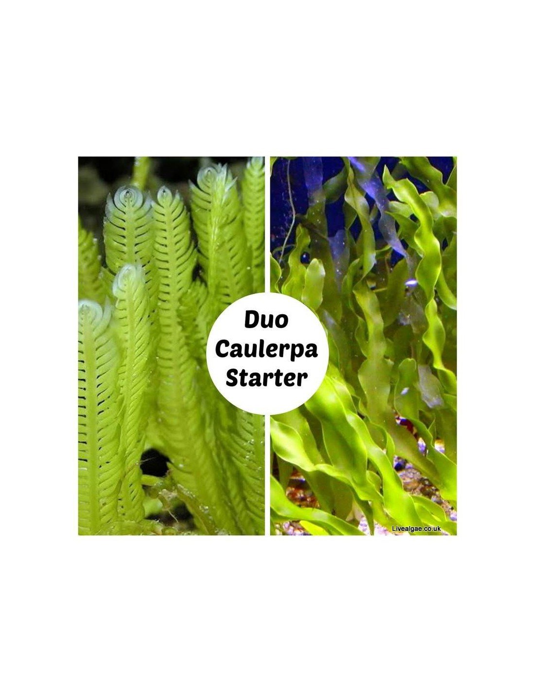 Duo Caulerpa Starter Set