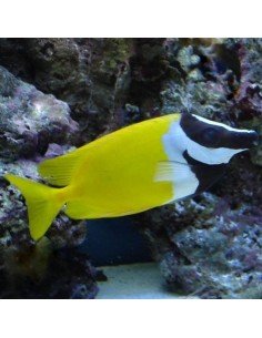 Foxface Marine Algae Eating Fish