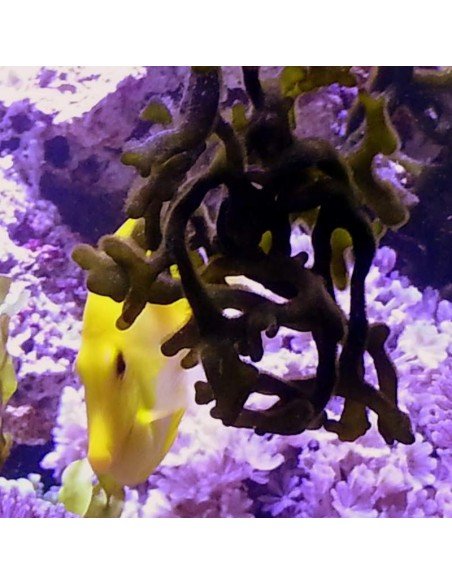 Yellow Tang Marine Algae Eating Fish