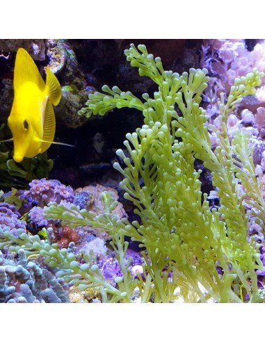 Yellow Tang Marine Algae Eating Fish