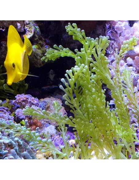 Yellow Tang Marine Algae Eating Fish