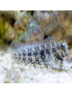 Sailfin/Algae Blenny Marine Algae Eating Fish