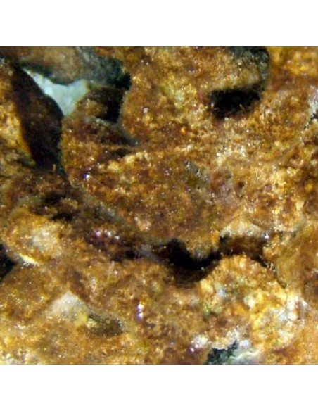 Diatoms brown nuisance marine micro algae - Identification on Live Algae UK