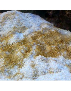 Diatoms brown nuisance marine micro algae - Identification on Live Algae UK