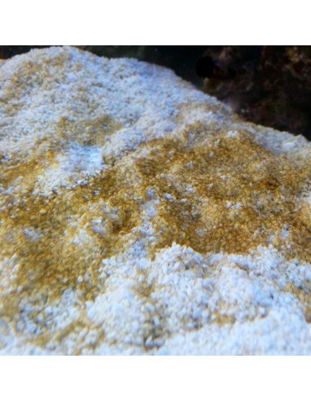 Diatoms brown nuisance marine micro algae - Identification on Live Algae UK