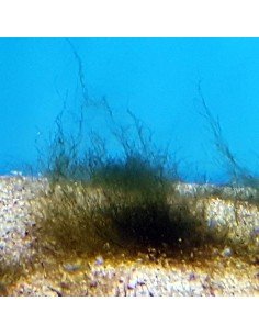 Green Hair Algae Marine Micro Algae