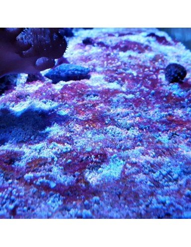 Red Slime Algae (Cyanobacteria) Treatment Marine Aquarium - Identification on Live Algae UK