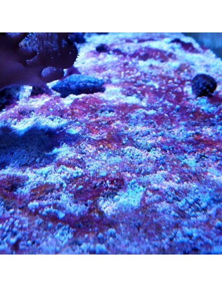 Red Slime Algae (Cyanobacteria) Treatment Marine Aquarium - Identification on Live Algae UK