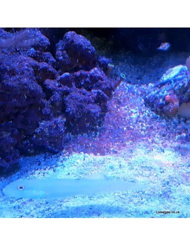 Red Slime Algae (Cyanobacteria) Treatment Marine Aquarium - Identification on Live Algae UK