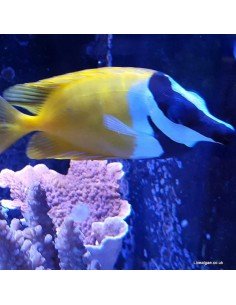 Foxface Marine Algae Eating Fish 2