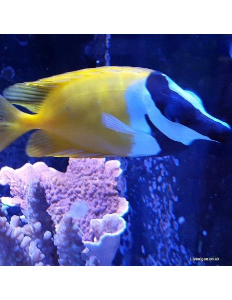 Foxface Marine Algae Eating Fish
