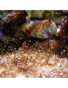 Dinoflagellates marine nuisance micro algae - Identification on Live Algae UK