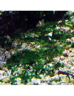 Red Slime Algae (Cyanobacteria) Treatment Marine Aquarium - Identification on Live Algae UK 2