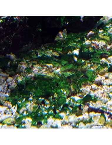 cyanobacteria algae