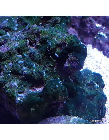 Red Slime Algae (Cyanobacteria) Treatment Marine Aquarium - Identification on Live Algae UK