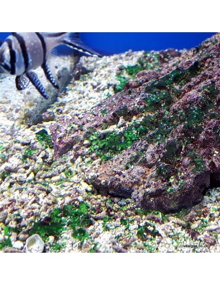 Red Slime Algae (Cyanobacteria) Treatment Marine Aquarium - Identification on Live Algae UK