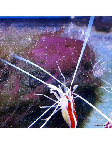 Red Slime Algae (Cyanobacteria) Treatment Marine Aquarium - Identification on Live Algae UK