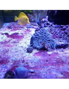 Red Slime Algae (Cyanobacteria) Treatment Marine Aquarium - Identification on Live Algae UK