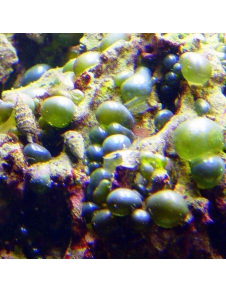 Bubble Algae
