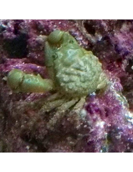 Emerald Crab