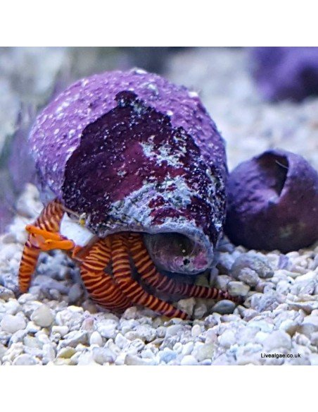 Halloween Hermit Crab