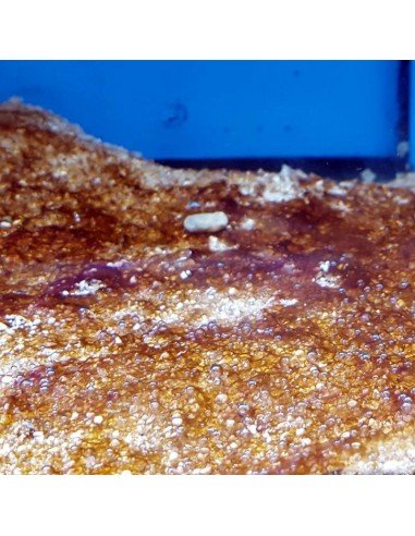 Dinoflagellates marine nuisance micro algae - Identification on Live Algae UK