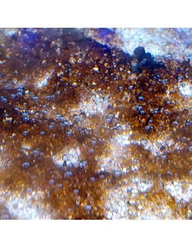 Dinoflagellates marine nuisance micro algae - Identification on Live Algae UK