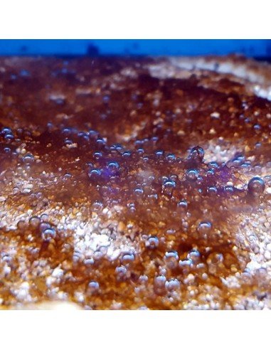 Dinoflagellates marine nuisance micro algae - Identification on Live Algae UK