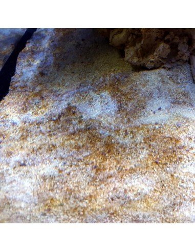 Diatoms brown nuisance marine micro algae - Identification on Live Algae UK