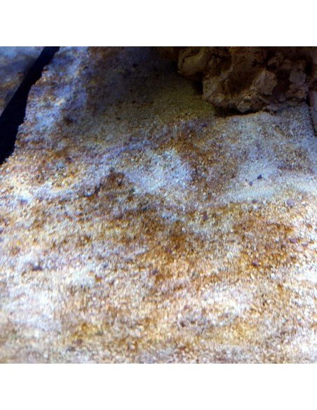 Diatoms brown nuisance marine micro algae - Identification on Live Algae UK