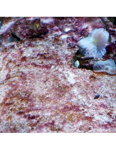 Red Slime Algae (Cyanobacteria) Treatment Marine Aquarium - Identification on Live Algae UK