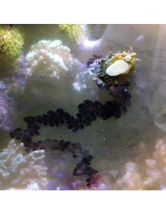 Film Algae Green Marine Micro Algae