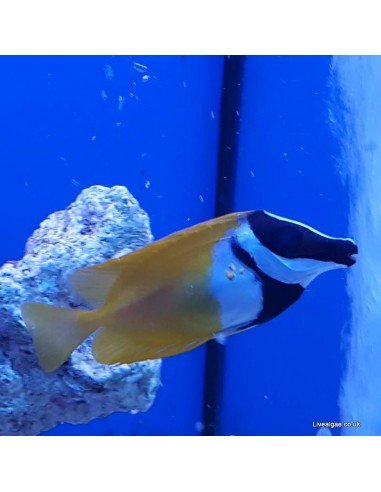 Foxface Marine Algae Eating Fish