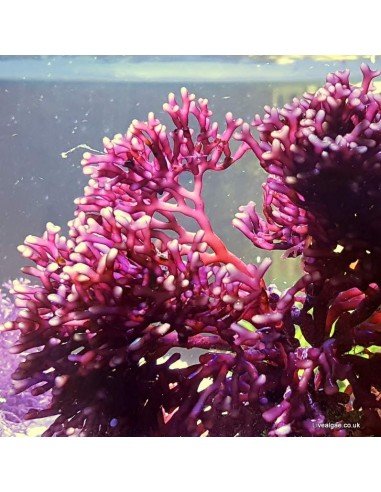 Rhodopeltis sp. Rhodopeltis sp.