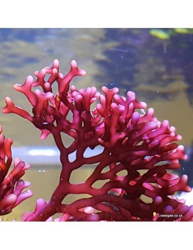 Rhodopeltis sp. Rhodopeltis sp.