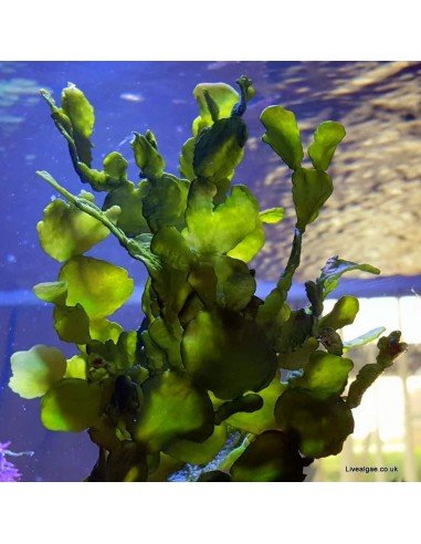 Halimeda Incrassata Green Marine Macro Algae