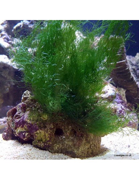 Chlorodesmis Sp. Green Marine Macro Algae Chlorodesmis Sp. Green Marine Macro Algae