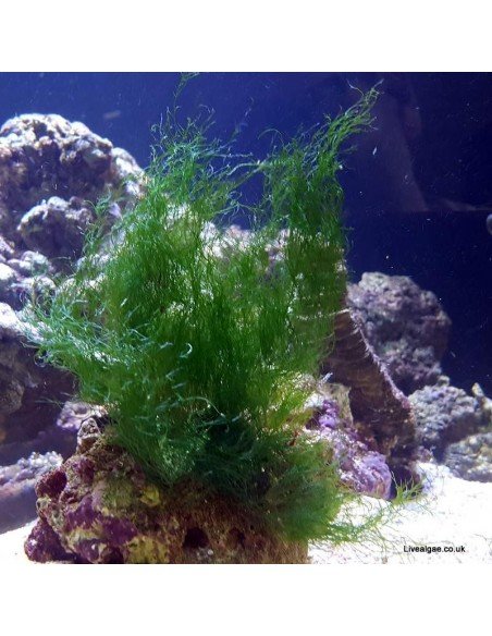 Chlorodesmis Sp. Green Marine Macro Algae