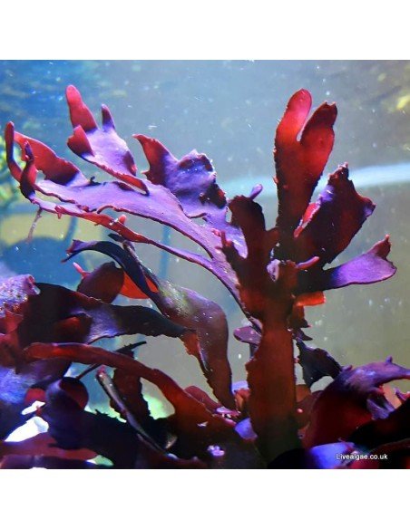 Pink Fauchea Sp. Marine Macro Algae