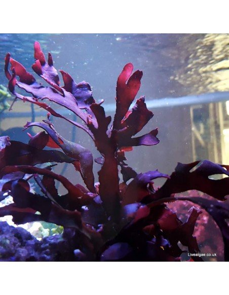 Pink Fauchea Sp. Marine Macro Algae Pink Fauchea Sp. Marine Macro Algae