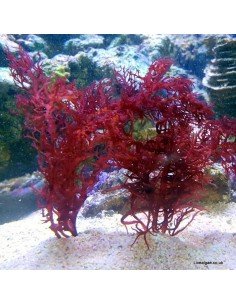 Halymenia sp. Dragon’s Tongue Red Macro Algae