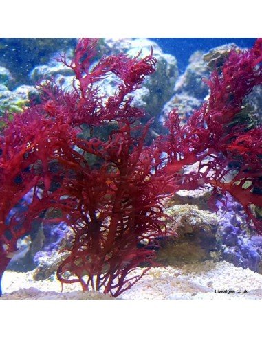 Halymenia sp. Dragon’s Tongue Red Macro Algae