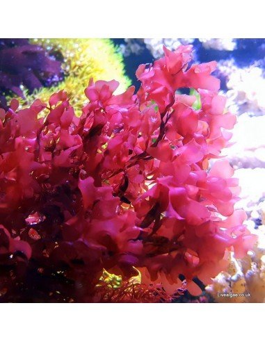 Gracilaria Hayi Red Marine Macroalgae - Live Algae UK