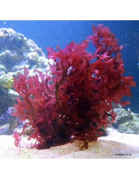 Gracilaria Hayi Red Marine Macroalgae - Live Algae UK