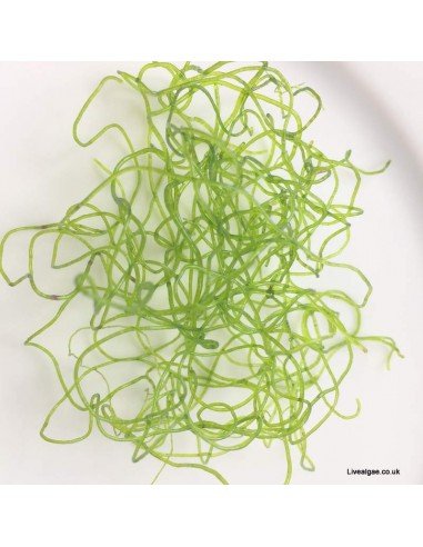 Chaetomorpha linum Chaeto Marine Macroalgae Chaetomorpha linum Chaeto Marine Macroalgae