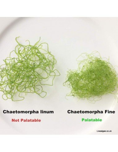 Chaetomorpha Chaeto Fine Marine Macro algae